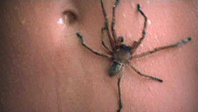 Arachnophobia, Arachnophobia Wiki